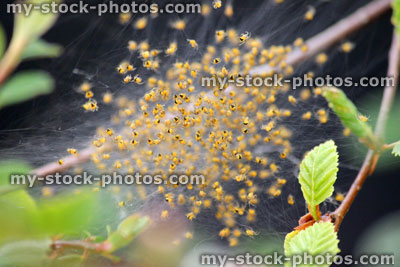 Stock image of spider's nest full of baby spiders / spiderlings