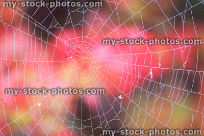 Stock image of garden spider's web with morning dew drops, red background