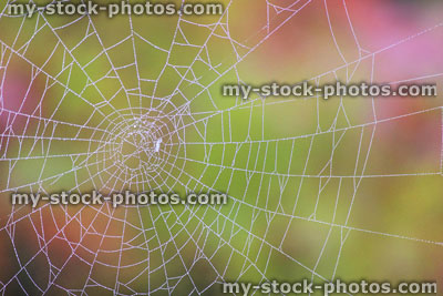 Stock image of garden spider's web with morning dew drops, green pink red background