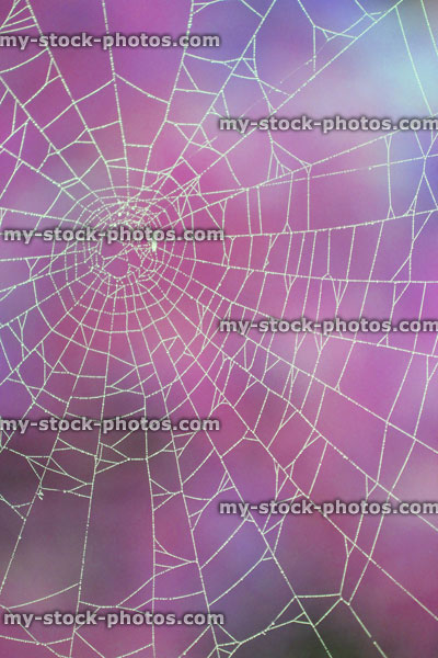 Stock image of garden spider's web with morning dew drops, purple background