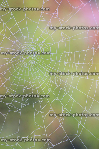 Stock image of garden spider's web with morning dew drops, autumn background