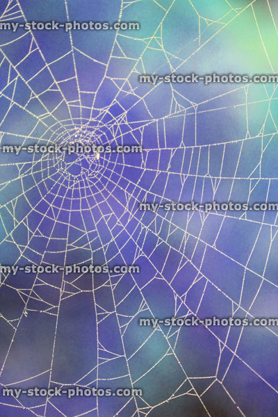 Stock image of garden spider's web with morning dew drops, blue purple background