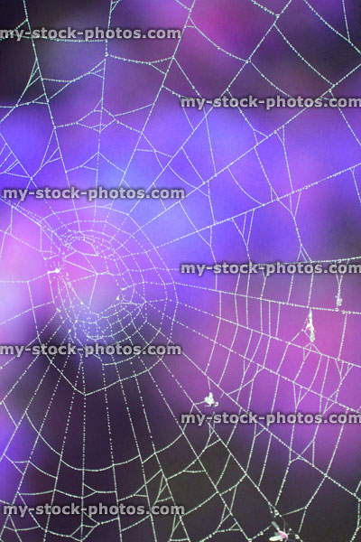 Stock image of garden spider's web with morning dew drops, blue black purple background