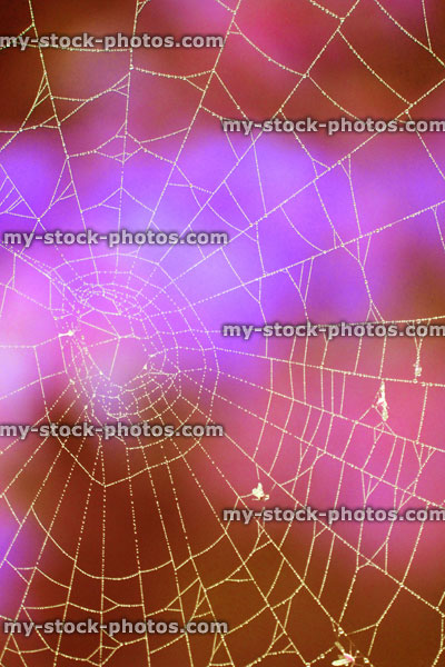 Stock image of garden spider's web with morning dew drops, blue black purple background