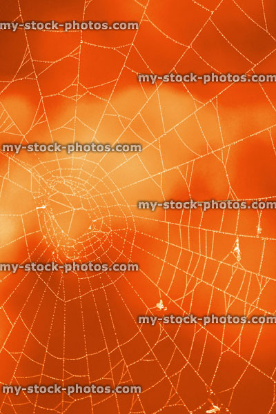 Stock image of garden spider's web with morning dew drops, pumpkin orange background