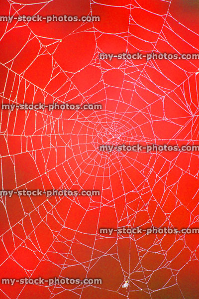 Stock image of garden spider's web with morning dew drops, red background