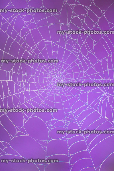Stock image of garden spider's web with morning dew drops, purple background