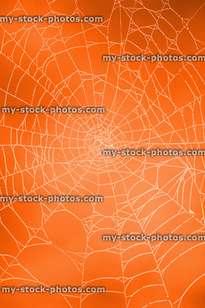 Stock image of garden spider's web with morning dew drops, pumpkin orange background