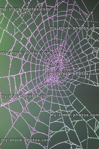 Stock image of glowing pink garden spider's web with morning dew drops, green background