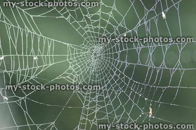 Stock image of garden spider's web with morning dew drops, green background