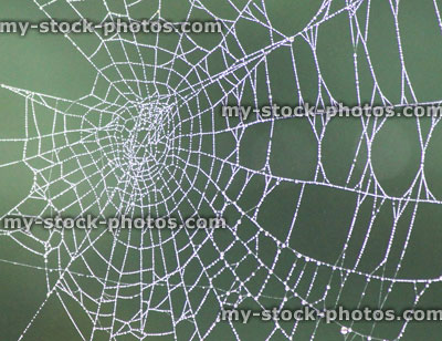 Stock image of garden spider's web with morning dew drops, garden background