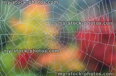 Stock image of garden spider's web with morning dew drops, autumn background
