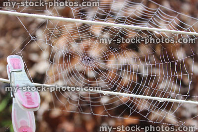 Stock image of garden spider's web with morning dew drops, brown background