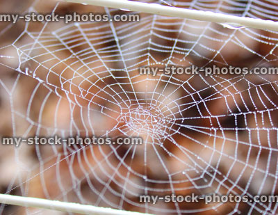 Stock image of garden spider's web with morning dew drops, brown background