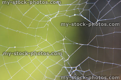 Stock image of garden spider's web with blurred green garden background