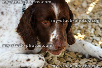 Stock image of head shot of a brown and white Springer Spaniel