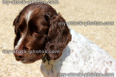 Stock image of head shot of a brown and white Springer Spaniel dog