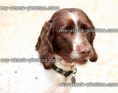 Stock image of head shot of a brown and white Springer Spaniel dog