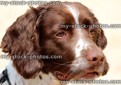 Stock image of head shot of a brown and white Springer Spaniel