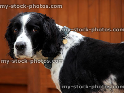 Stock image of head shot of a black and white Springer Spaniel