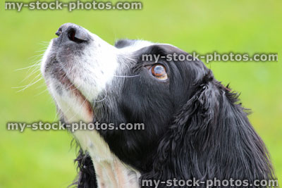 Stock image of head shot of a black and white Springer Spaniel dog