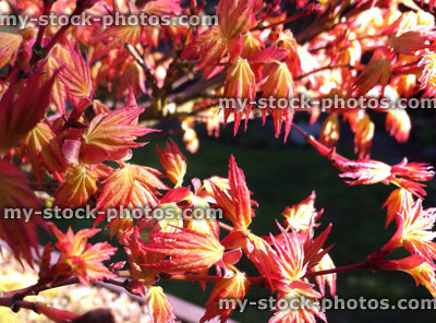 Stock image of maple foliage in spring, red and brown leaves