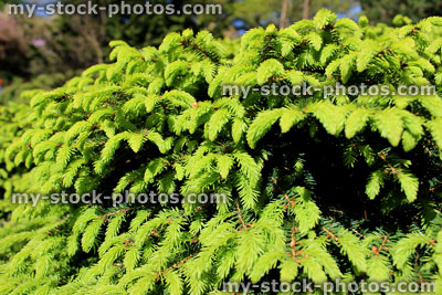 Stock image of dwarf Norway spruce buds in spring, rock garden