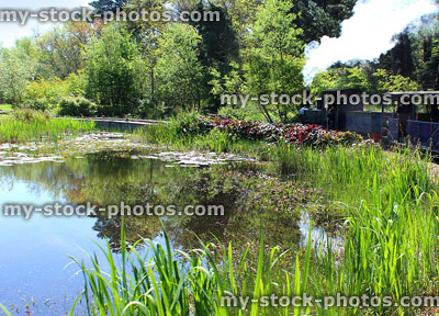 Stock image of small steam train running through landscaped gardens, by pond plants