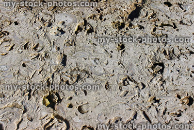 Stock image of seaside stone surface erosion showing fossil background pattern