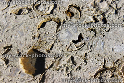 Stock image of smooth limestone surface showing erosion holes and fossils