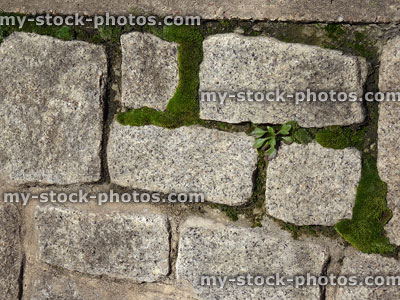 Stock image of granite block wall, moss growing on mortar pointing