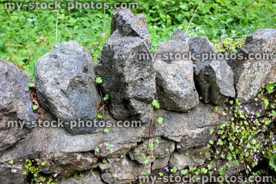 Stock image of stone wall covered in wild ivy leaved toadflax