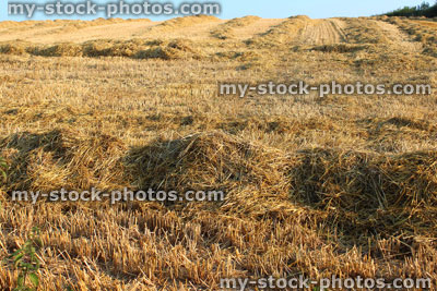 Stock image of farm field of freshly cut straw harvest drying, morning sunshine