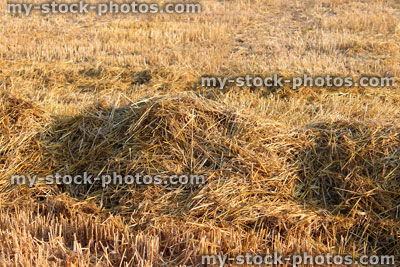 Stock image of harvested cut straw in field, drying in sunshine