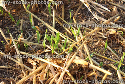 Stock image of harvested straw in field with regrowth, new beginnings 