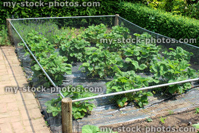 Stock image of strawberry plants growing beneath netting, small fruit cage