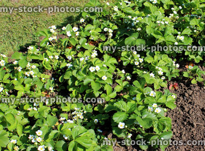 Stock image of allotment vegetable garden with strawberry plants in flower