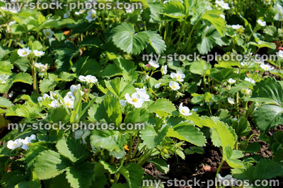 Stock image of allotment vegetable garden with flowering strawberry plants