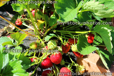 Stock image of strawberry plants growing in vegetable garden allotment, strawberry fruit / fruiting