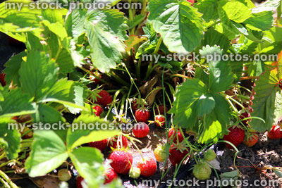 Stock image of strawberry plants growing in vegetable garden allotment, strawberry fruit / fruiting