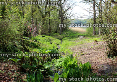 Stock image of gunnera manicata growing by woodland stream with ferns