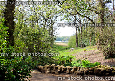 Stock image of man made woodland stream in natural setting with trees, ferns, plants