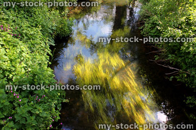 Stock image of healthy fast flowing river with clear water and pondweed