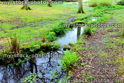 Stock image of natural woodland stream in forest, with ferns, moss and reflections