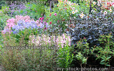 Stock image of summer flowers in herbaceous garden border, bright colours
