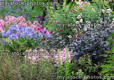 Stock image of summer flowers in herbaceous garden border, bright colours