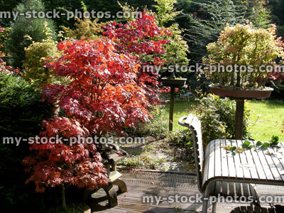 Stock image of Japanese maples / bonsai trees, garden table and chairs