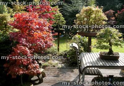 Stock image of maples in a domestic garden
