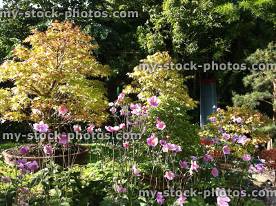 Stock image of plant border in an ornamental garden (close up)