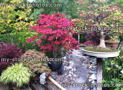 Stock image of maples and grasses in a domestic garden